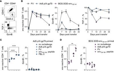 CD4+ T cell memory is impaired by species-specific cytotoxic differentiation, but not by TCF-1 loss